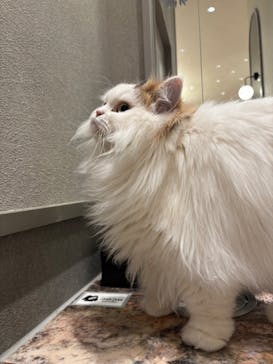 猫カフェモカ　イオンモール高崎店に投稿された画像（2026/3/12）