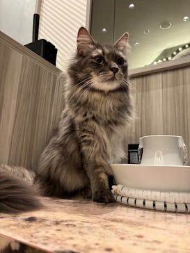 猫カフェモカ　イオンモール高崎店に投稿された画像（2026/3/12）