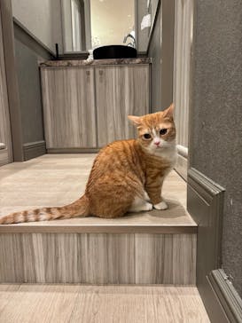 猫カフェモカ　イオンモール高崎店に投稿された画像（2026/3/12）