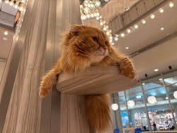 猫カフェモカ　イオンモール高崎店に投稿された画像（2026/3/12）