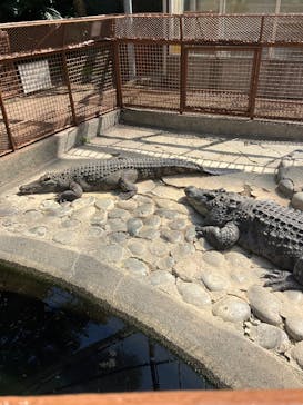 熱川バナナワニ園に投稿された画像（2026/3/12）