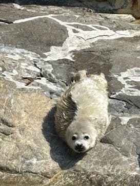 大分マリーンパレス水族館 「うみたまご」に投稿された画像（2026/3/12）