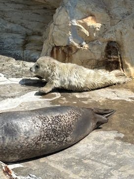 大分マリーンパレス水族館 「うみたまご」に投稿された画像（2026/3/12）