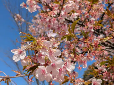安城産業文化公園デンパークに投稿された画像（2026/3/12）