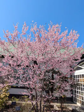 安城産業文化公園デンパークに投稿された画像（2026/3/12）