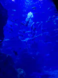 京都水族館に投稿された画像（2026/3/12）