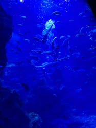 京都水族館に投稿された画像（2026/3/12）