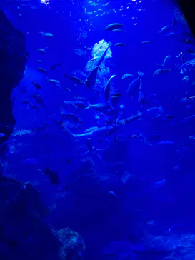 京都水族館に投稿された画像（2026/3/12）