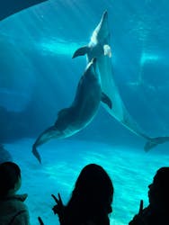 名古屋港水族館に投稿された画像（2026/3/12）