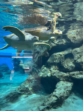名古屋港水族館に投稿された画像（2026/3/12）