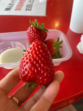 Strawberry Farm シャインベリーに投稿された画像（2026/3/12）