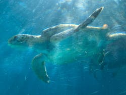 沖縄美ら海水族館に投稿された画像（2026/3/12）