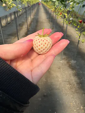 ニューベリーに投稿された画像（2026/3/12）