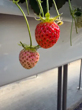 ニューベリーに投稿された画像（2026/3/12）