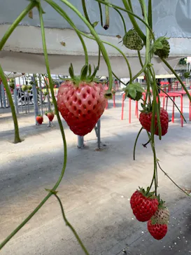 ニューベリーに投稿された画像（2026/3/12）