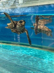 名古屋港水族館に投稿された画像（2026/3/12）