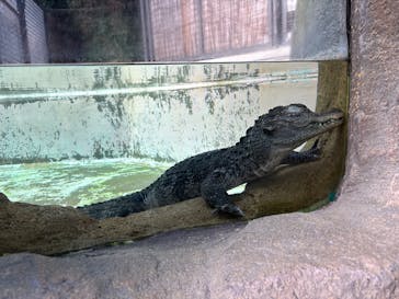 熱川バナナワニ園に投稿された画像（2026/3/12）