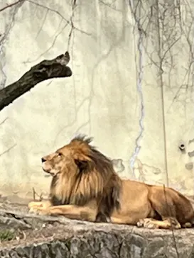 広島市安佐動物公園に投稿された画像（2026/3/12）