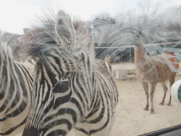東北サファリパークに投稿された画像（2026/3/13）
