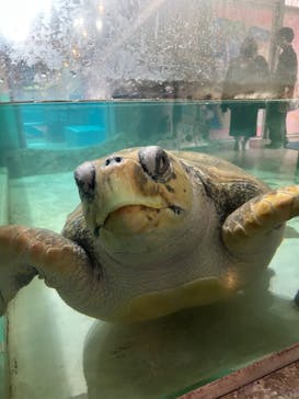 伊豆・三津シーパラダイスに投稿された画像（2026/3/13）