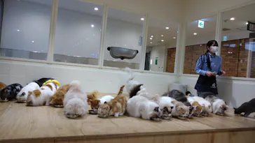 Cat Café MOFF つかしん店に投稿された画像（2026/3/13）