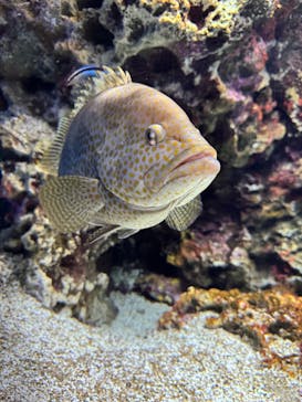 大分マリーンパレス水族館 「うみたまご」に投稿された画像（2026/3/13）