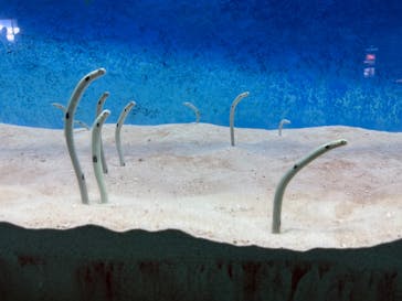 大分マリーンパレス水族館 「うみたまご」に投稿された画像（2026/3/13）