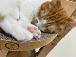 Cat Café MOFF つかしん店に投稿された画像（2026/3/13）