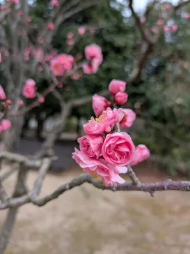 万博記念公園に投稿された画像（2026/3/13）