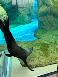 京都水族館に投稿された画像（2026/3/13）