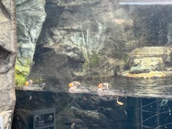 環境水族館アクアマリンふくしまに投稿された画像（2026/3/13）
