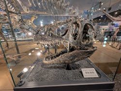 福井県立恐竜博物館に投稿された画像（2026/3/13）