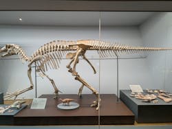 福井県立恐竜博物館に投稿された画像（2026/3/13）