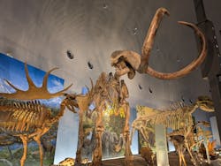 福井県立恐竜博物館に投稿された画像（2026/3/13）