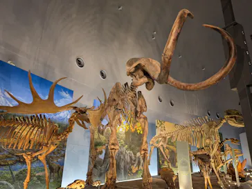 福井県立恐竜博物館に投稿された画像（2026/3/13）