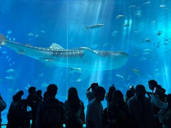 沖縄美ら海水族館に投稿された画像（2026/3/13）