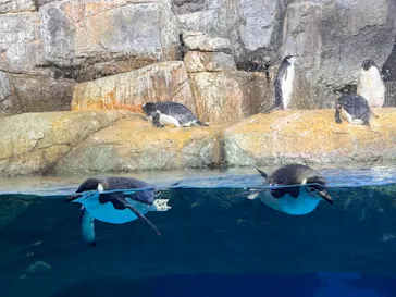 横浜・八景島シーパラダイスに投稿された画像（2026/3/13）