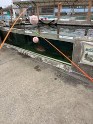 横浜・八景島シーパラダイスに投稿された画像（2026/3/13）