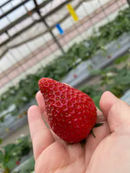 田中農園に投稿された画像（2026/3/13）