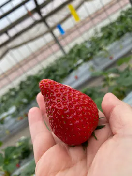 田中農園に投稿された画像（2026/3/13）