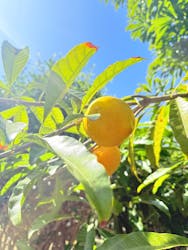 おきなわワールドに投稿された画像（2026/3/13）