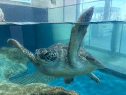 大分マリーンパレス水族館 「うみたまご」に投稿された画像（2026/3/13）