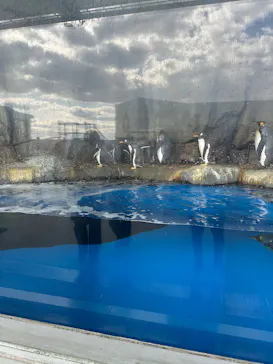 仙台うみの杜水族館に投稿された画像（2026/3/13）