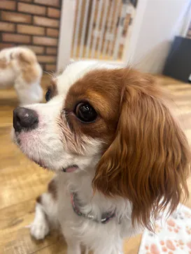 いぬカフェRio イオンモール常滑店に投稿された画像（2026/3/13）