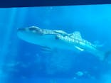 沖縄美ら海水族館に投稿された画像（2026/3/14）