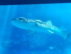 沖縄美ら海水族館に投稿された画像（2026/3/13）
