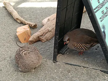 掛川花鳥園に投稿された画像（2026/3/13）