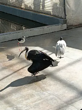 掛川花鳥園に投稿された画像（2026/3/13）