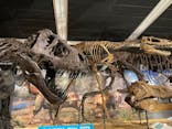 T-REX展～ティラノサウルスの進化～（新潟県立自然科学館）に投稿された画像（2026/3/14）
