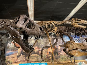 T-REX展～ティラノサウルスの進化～（新潟県立自然科学館）に投稿された画像（2026/3/14）